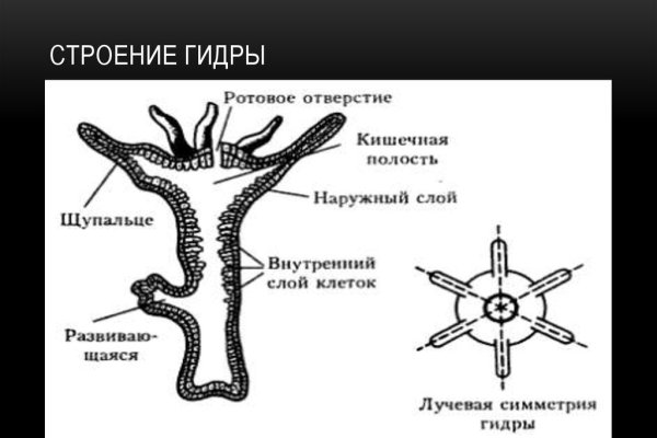Kraken17at